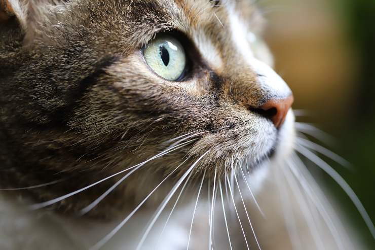 Gatto (Pixabay FOTO) - www.sciencecue.it