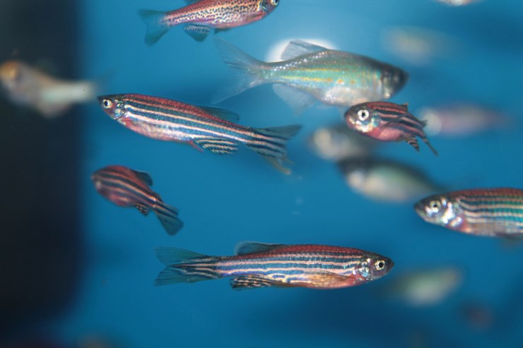 Alcuni zebrafish in un acquario (Depositphotos FOTO) - www.sciencecue.it