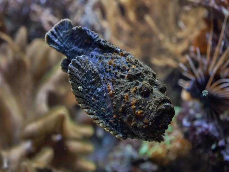 Pesce pietra nel suo habitat (Depositphotos foto) - www.marinecue.it