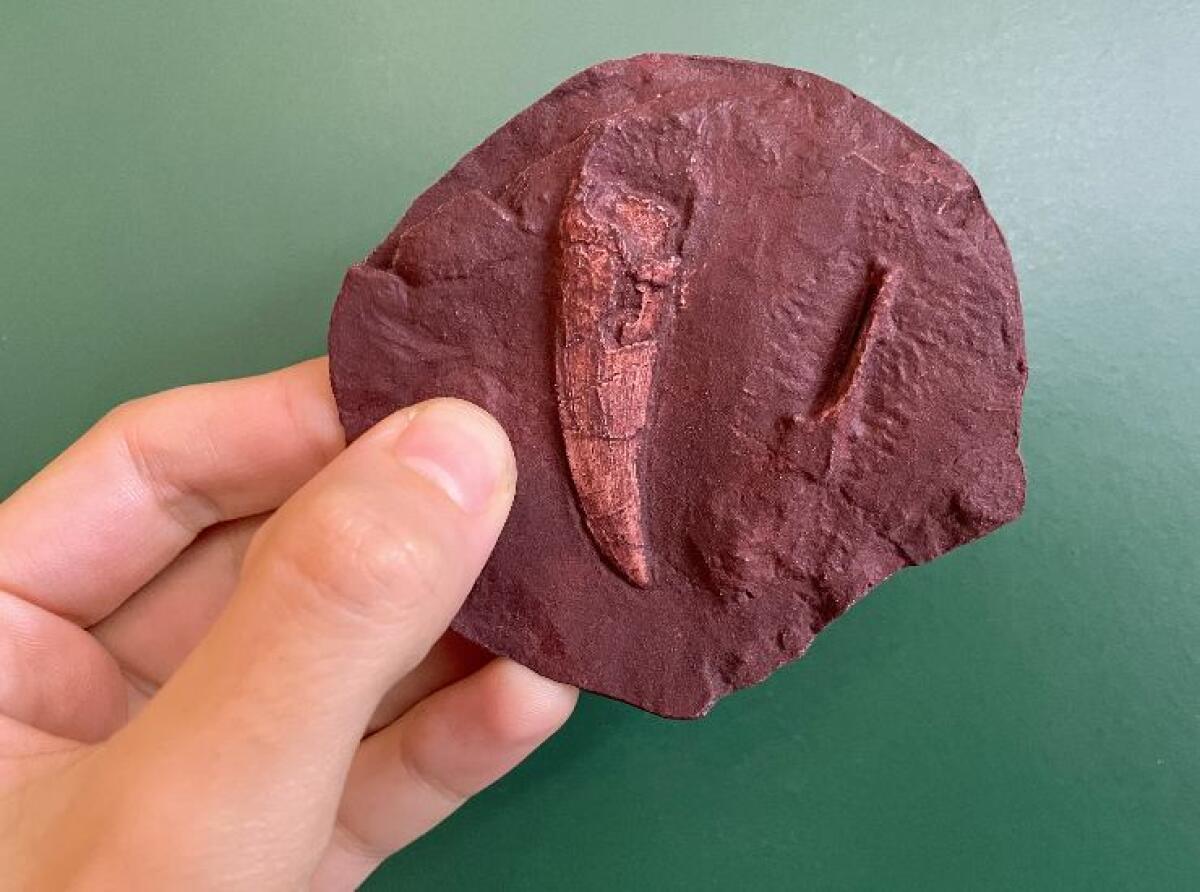 Mammiferi, il loro primo antenato potrebbe essere più antico di quello che si pensava - Calco dente a sciabola gorgonopsiano (Anna Solé, Institut Català de Paleontologia Miquel Crusafont FOTO) - www.sciencecue.it