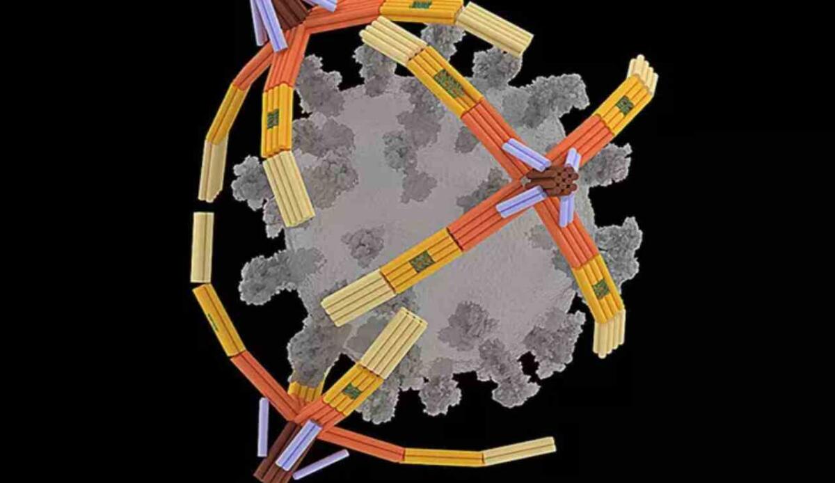 Nanorobot di DNA: la nuova frontiera per proteggere le cellule dai virus - Nanorobot (University of Illinois FOTO) - www.systemscue.it