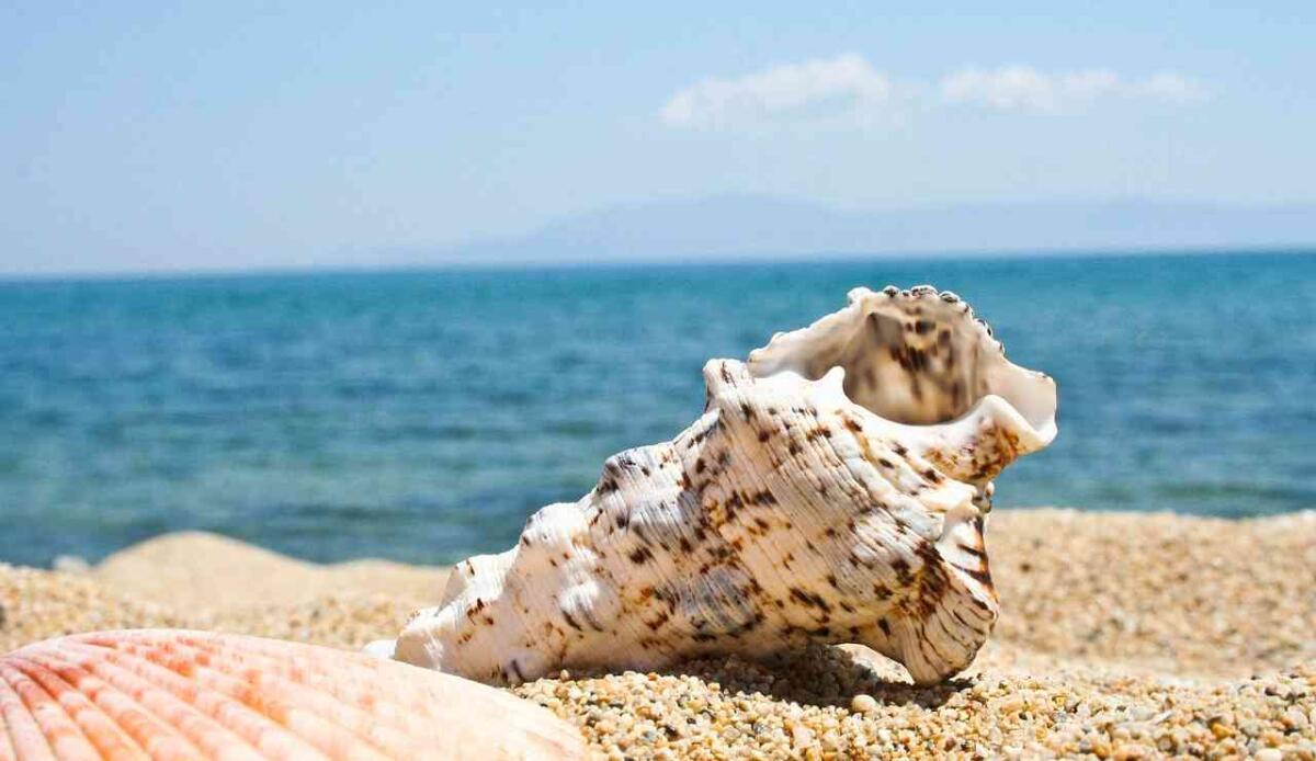 Le conchiglie stanno diventando un tesoro sempre più raro - Conchiglia in spiaggia (Pixabay foto) - www.marinecue.it