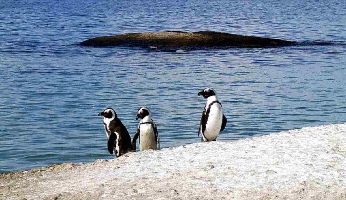 Il pinguino africano è a un passo dall'estinzione - Pinguini africani (Wikimedia, Creative Commons Attribution-Share Alike 3.0 FOTO) - www.energycue.it
