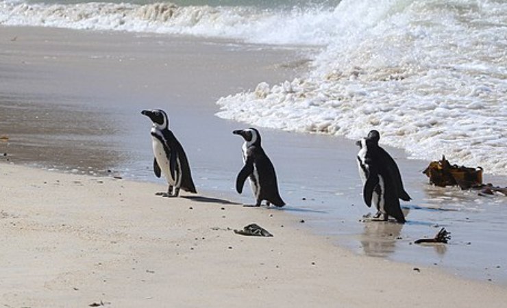 pinguini africani
