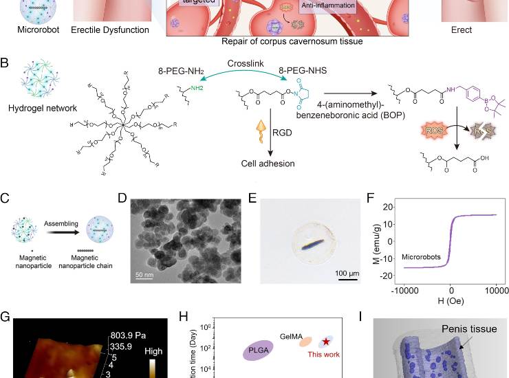 Applicazione dei microrobot (PNAS foto) - www.systemscue.it