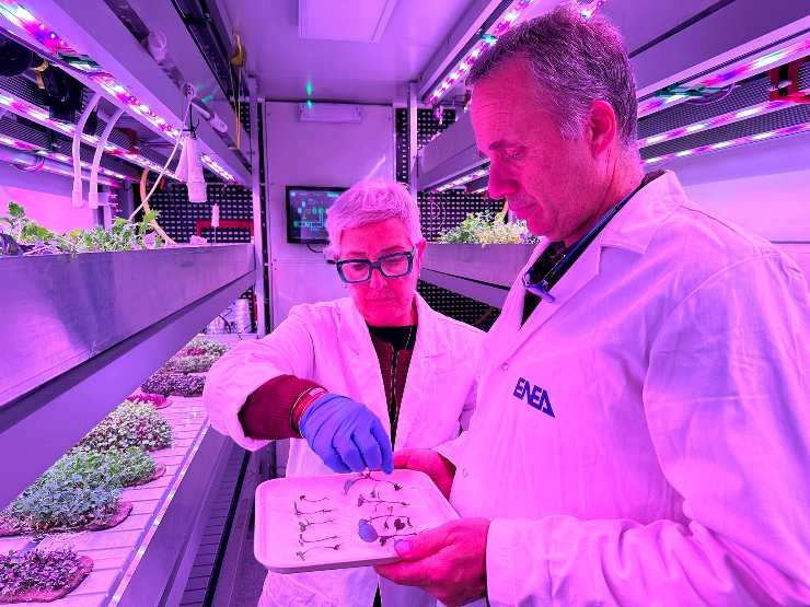 Raccolta di microgreens di ravanello per l’analisi dei principali parametri di crescita e sviluppo mediante tecniche di diagnostica basate su analisi di immagine 2D e 3D (ENEA FOTO) - www.systemscue.it