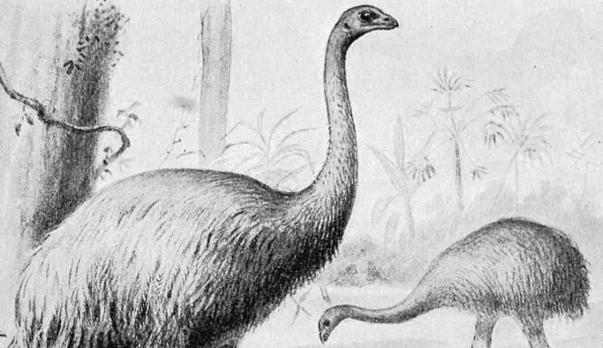 Una gigantesca creatura dalla Nuova Zelanda: la sua scomparsa è un mistero - Illustrazione artistica di un Moa (Wikipedia Joseph Smit FOTO) - www.sciencecue.it