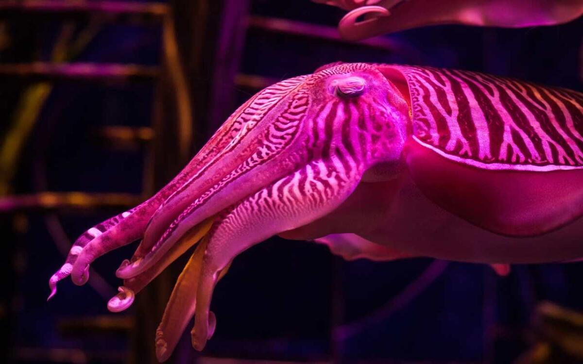 Cervello e intelligenza, i misteri da risolvere sono ancora tanti. Ma alcuni indizi arrivano dal mare - Lo studio del genoma del calamaro rivela qualcosa di noi (depositphotos.com) - www.marinecue.it