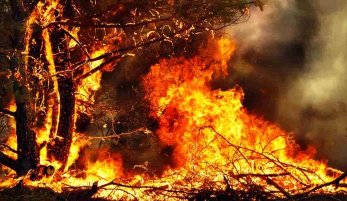 Crisi climatica, il 2024 è stato l'anno più caldo di sempre: superata per la prima volta la soglia degli 1,5 gradi - Illustrazione di una foresta in fiamme (Depositphotos FOTO) - www.energycue.it