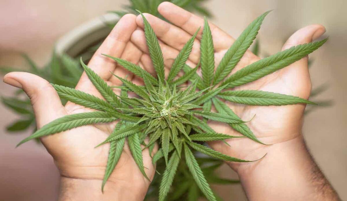 Cannabis e sonno, connubio perfetto: ecco perché - Perché fumare la Cannabis (Pixabay) - www.systemscue.it