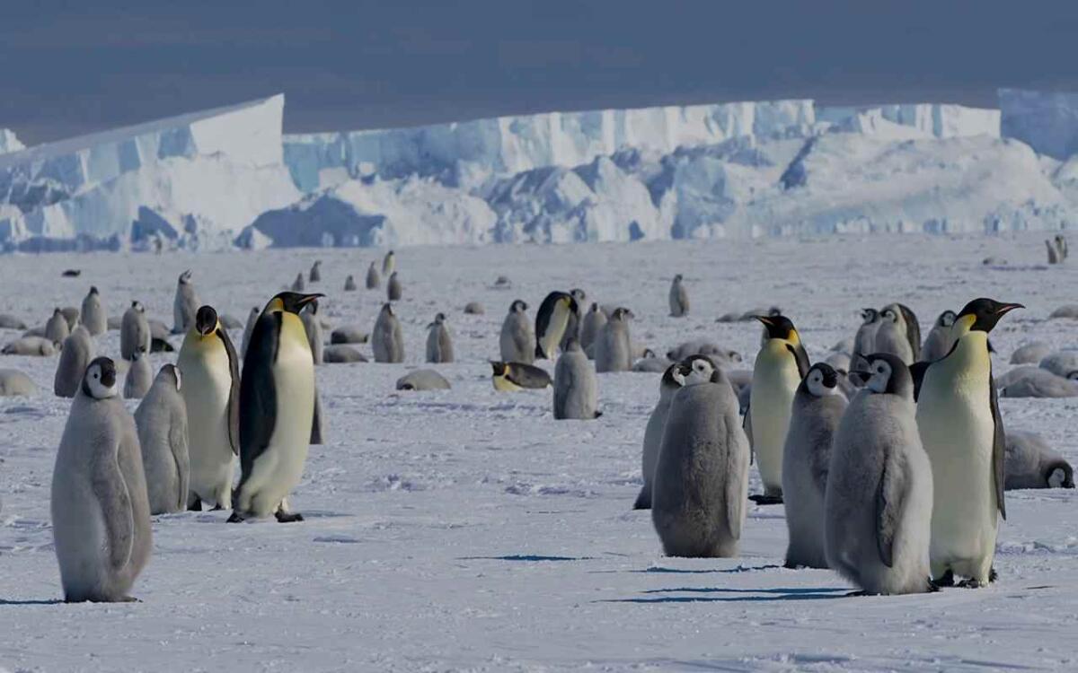 Pinguini, ormai sono una specie a rischio | Tutta colpa di un iceberg dispettoso e del riscaldamento globale - I pinguini sono a rischio (depositphotos.com) - www.scienncecue.it