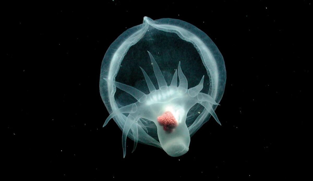Nuova specie di mollusco: dopo vent'anni è stato risolto un piccolo "mistero" - Illustrazione della nuova specie di nudibranco (2021 MBARI FOTO) - www.marinecue.it