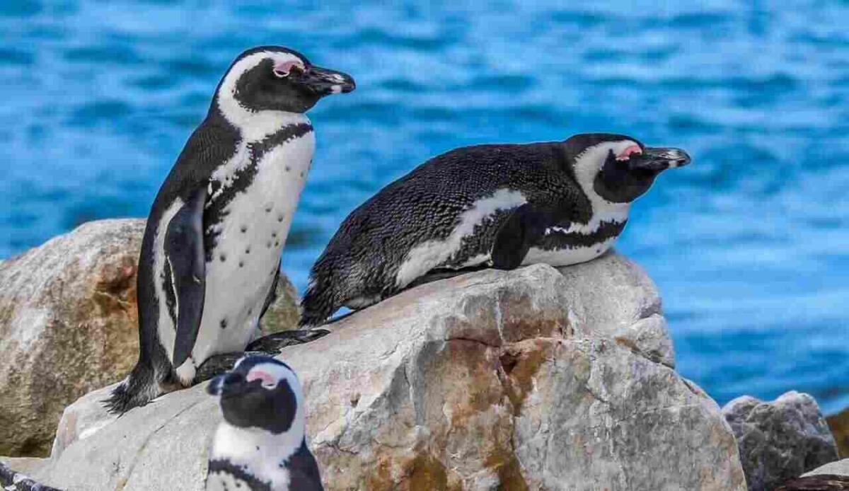Entro il 2035 non ci saranno più, e la colpa è nostra: ci resta poco tempo per salvarli - Pinguino africano (Pixabay Foto) - www.energycue.it