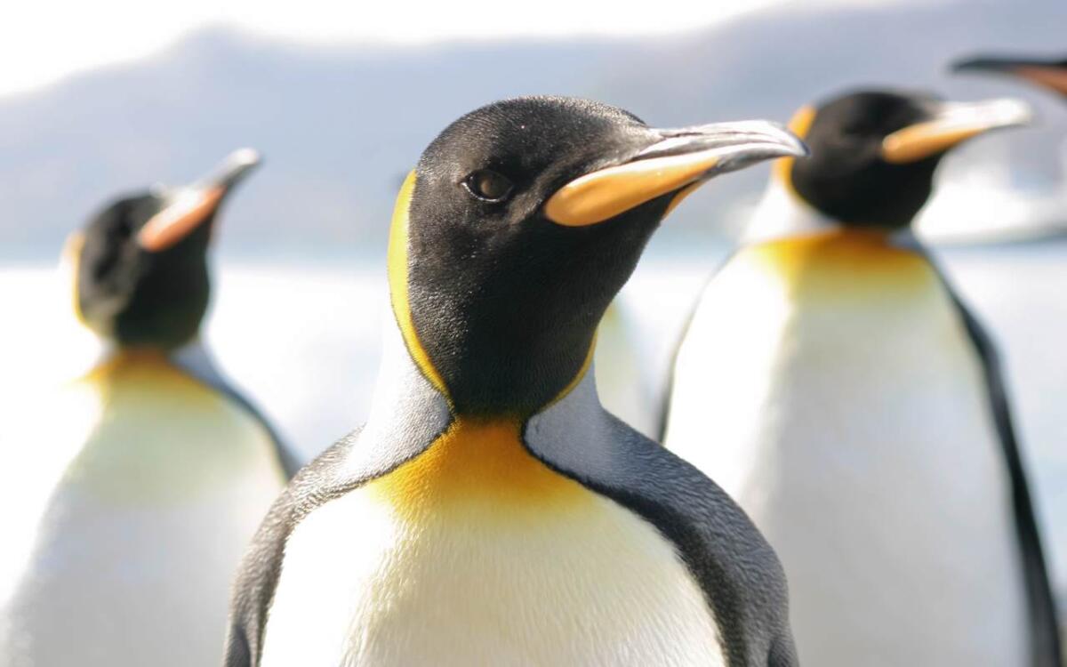 Sonno, alcuni animali non dormono quasi per niente: alcuni lo fanno solo per pochi secondi - Questi animali sono sempre in allerta (depositphotos.com) - www.marinecue.it