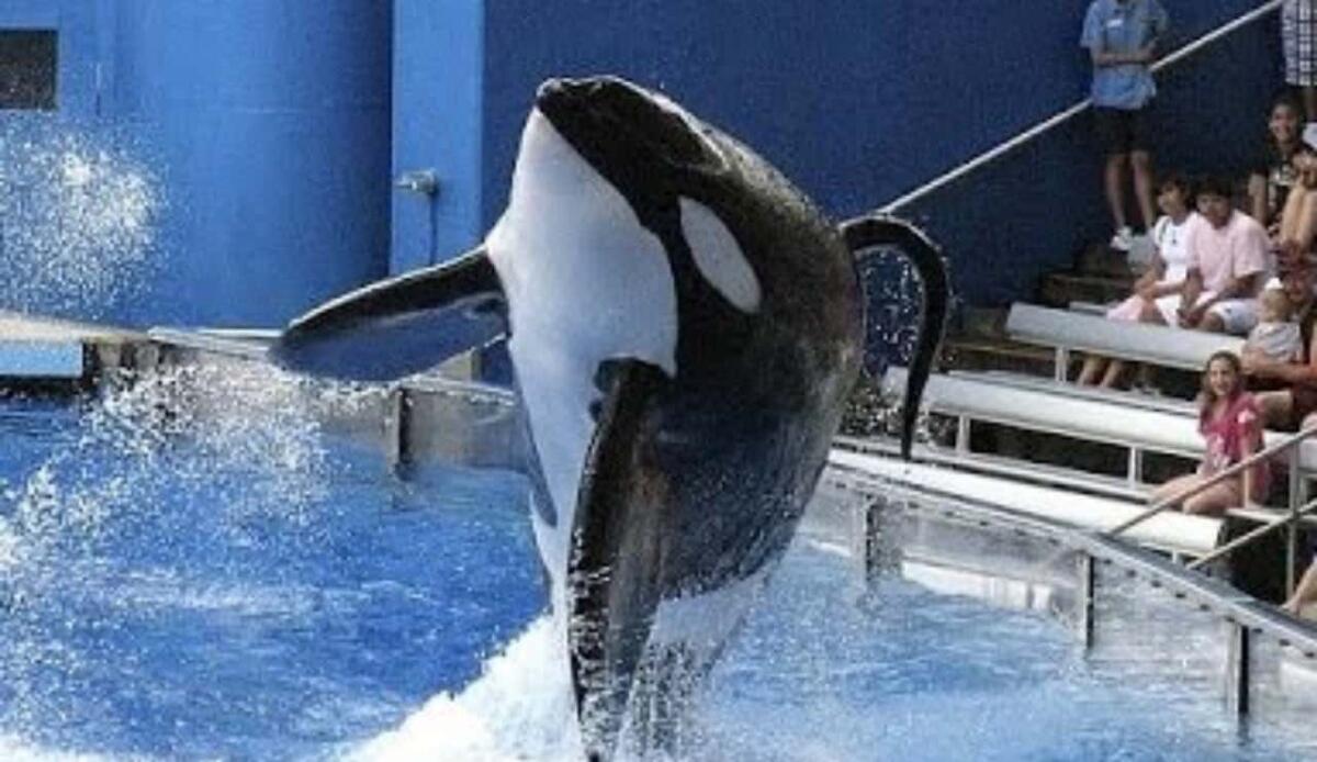 Marineland chiude i battenti, il destino delle orche del parco è incerto - Orche,basta lacattività questo delfinario chiude definitivamente (YouTube Foto) - www.marinecue.it