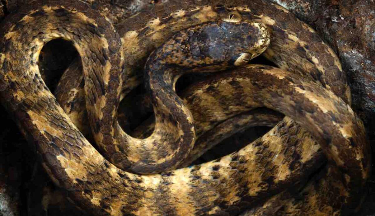 Un'isola senza serpenti, qui non ne troverai nemmeno uno: un caso più unico che raro - Perché non ci sono serpenti in Nuova Zelanda (Freepik) - www.systemscue.it