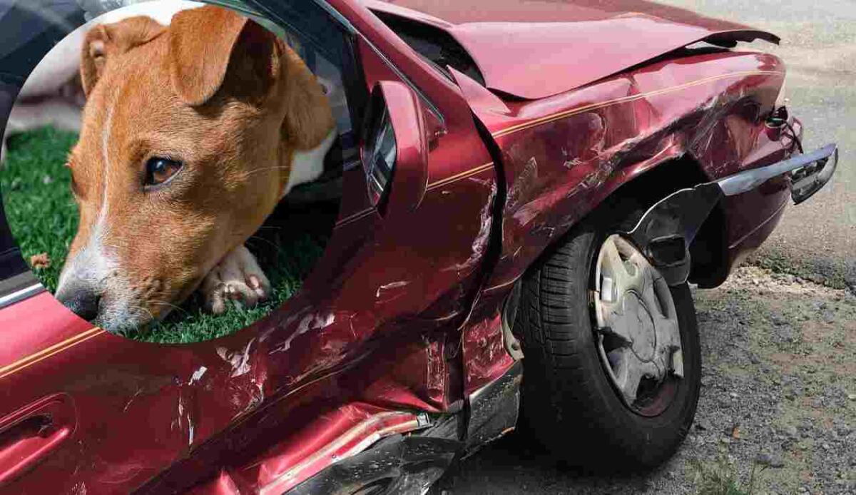 Incidenti stradali, quelli con gli animali sono in aumento: 199 casi gravi nel 2024 - Auto incidentata e cane (Pixabay foto) - www.vehiclecue.it