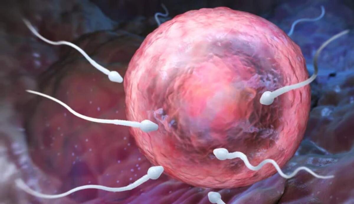 DNA, il bambino nato da tre genitori: la scoperta lascia tutti a bocca aperta - Illustrazione di un processo di fecondazione (Depositphotos FOTO) - www.sciencecue.it