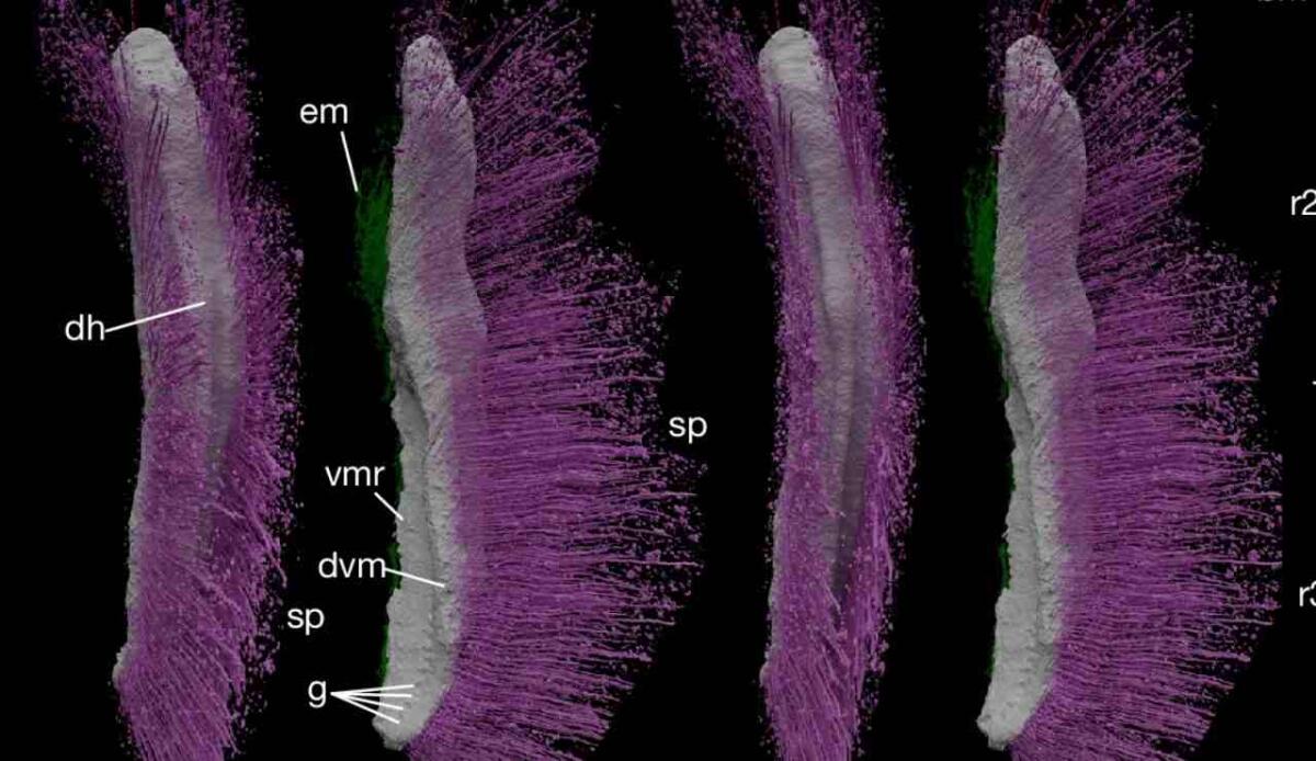 Emo e Punk sono più antichi di quanto immaginato: abbiamo persino le tracce fossili - Illustrazione di Punk ferox (Sutton et al., 2025 FOTO) - www.sciencecue.it
