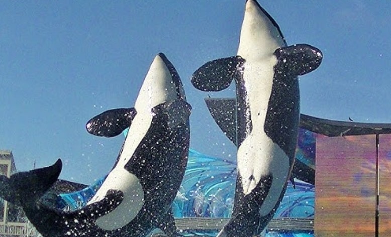 Orche, stop alla cattività per questi grandi cetacei (YouTube Foto) - www.marinecue.it