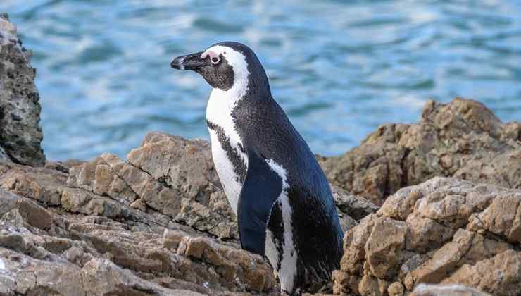 Pinguino africano