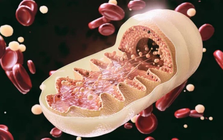 Illustrazione di un mitocondrio (Depositphotos FOTO) - www.sciencecue.it