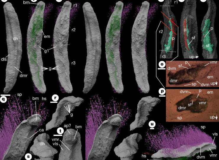 Immagine illustrativa di Punk ferox, con le sue componenti anatomiche (Sutton et al., 2025 FOTO) - www.sciencecue.it
