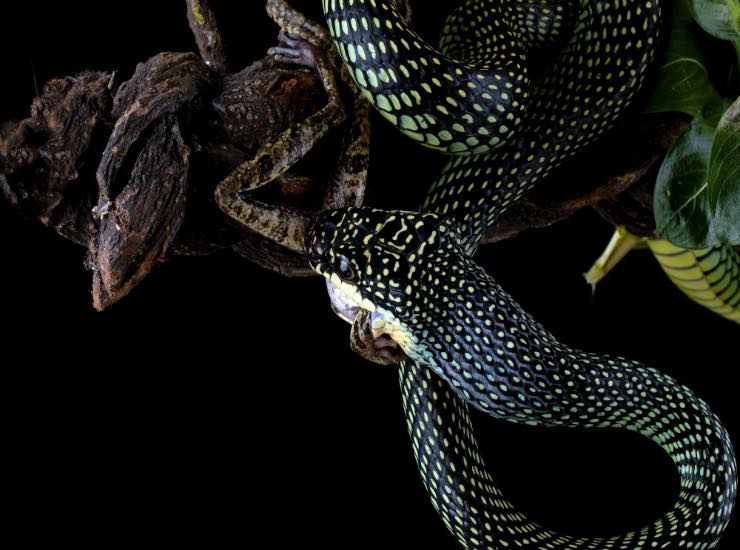 Nessun serpente in Nuova Zelanda (Freepik) - www.systemscue.it