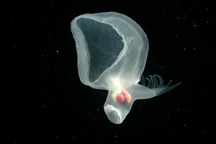 Un'illustrazione di Bathydevius caudactylus neu suo ambiente ( 2021 MBARI FOTO) - www.marinecue.it