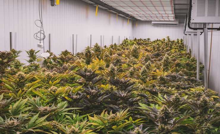 Cannabis (Pixabay) - www.systemscue.it