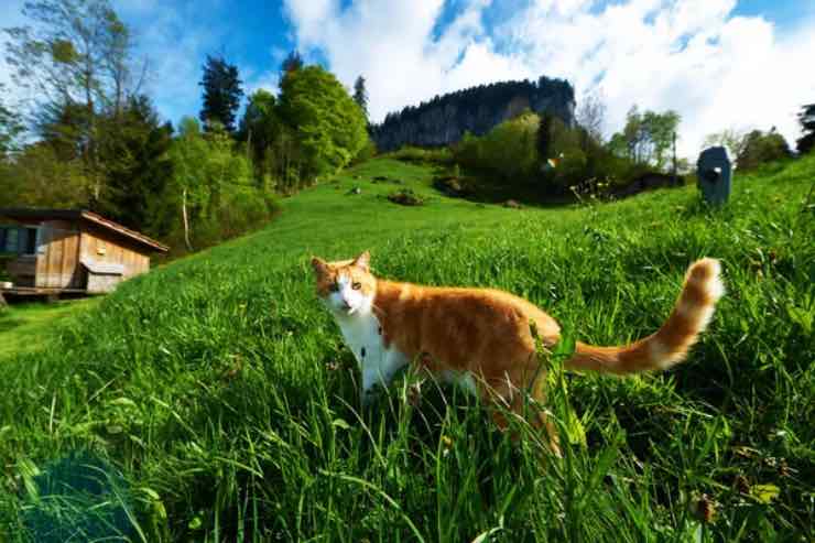 I gatti in Svizzera hanno diritto a vagare - buildingcue.it (DepositPhoto)