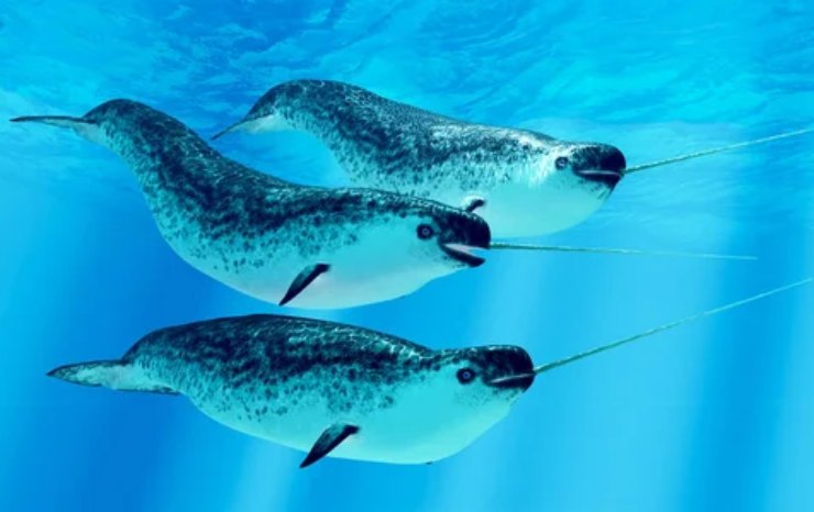 Illustrazione di alcuni esemplari di narvalo (Depositphotos FOTO) - www.marinecue.it