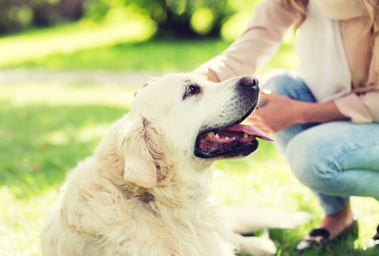 Illustrazione di un cane (Depositphotos FOTO) - www.systemscue.it
