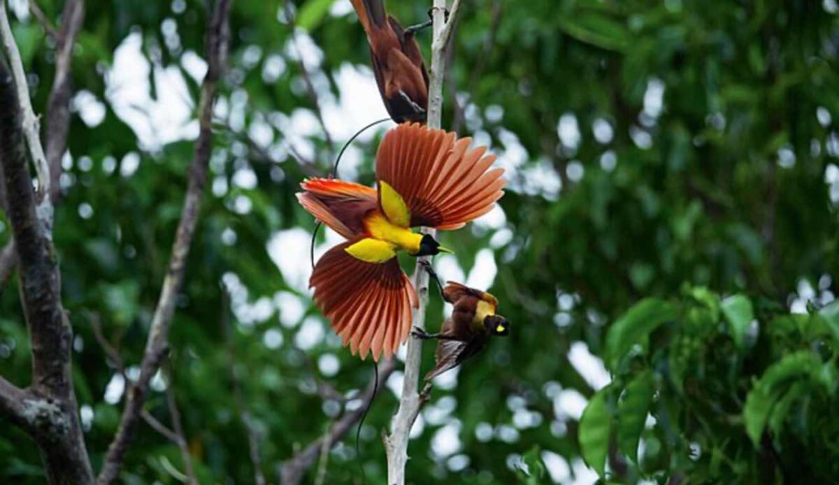 Gli uccelli del paradiso “brillano” per farsi notare: in quante scpecie è presente la biofluorescenza? - Red Bird of Paradise (Wikimedia, JJ Harrison foto)- www.sciencecue.it