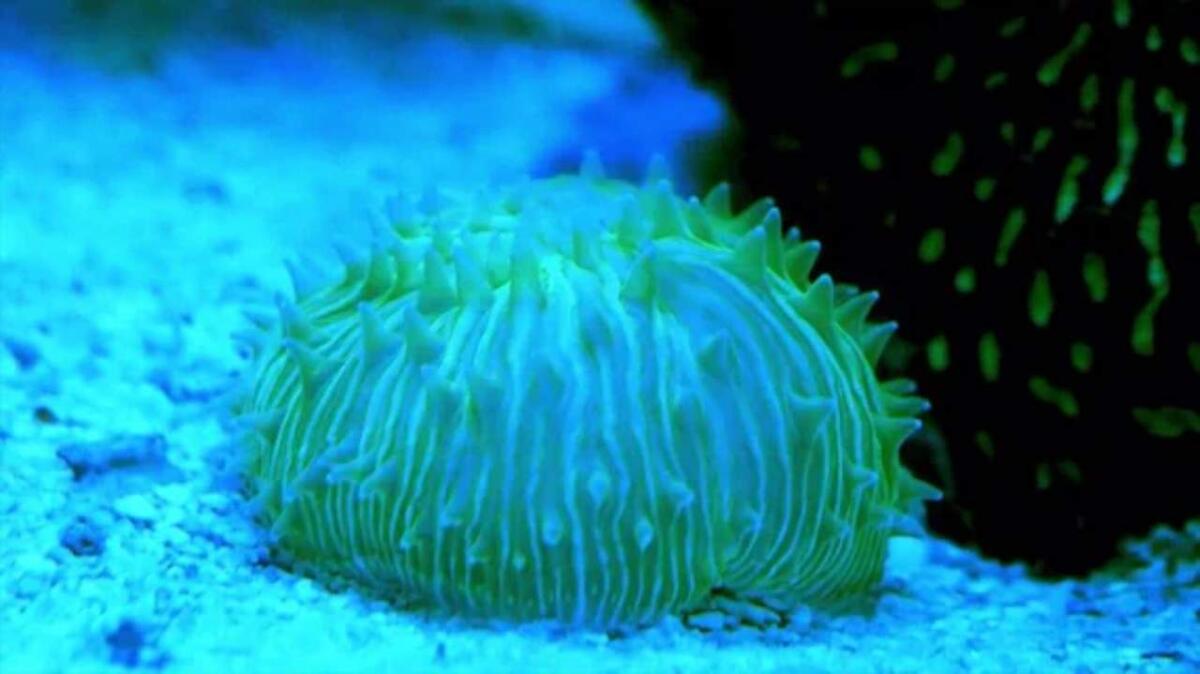 Coralli in movimento: abbiamo capito come fanno a spostarsi - Il corallo mobile (QUT foto) - www.marinecue.it