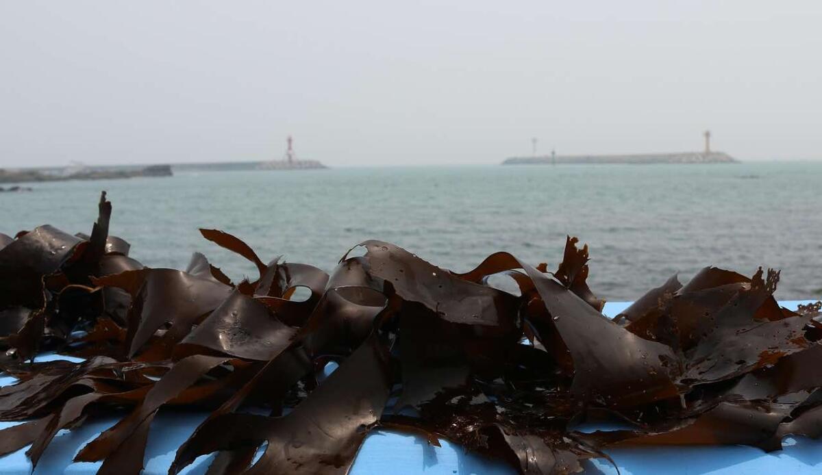 Kelp a prova di calore: scienziati individuano un ceppo ideale per l’acquacoltura - Alga Kelp (PIXABAY FOTO) - www.marinecue.it