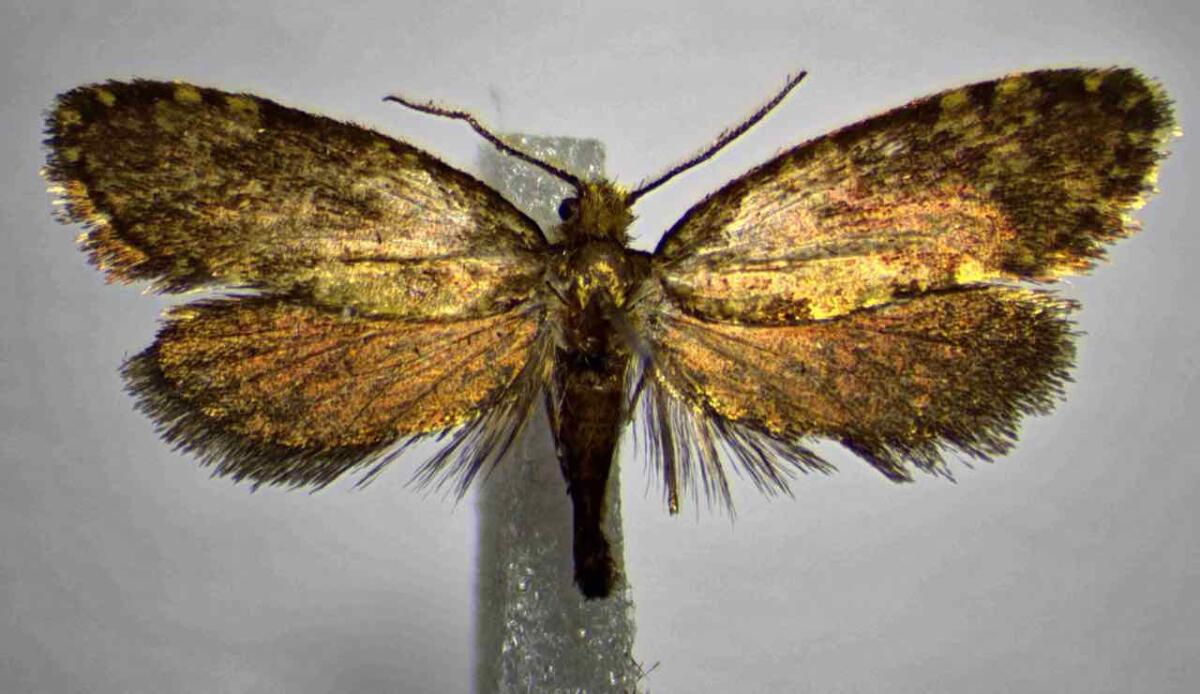 Biodiversità in Calabria: scoperta una nuova specie di farfalla, è stata dedicata a Giulio Regeni - Nuova specie farfalla (Screenshot articolo Zootaxa Revisiting Diplodoma Zeller)-www.sciencecue.it