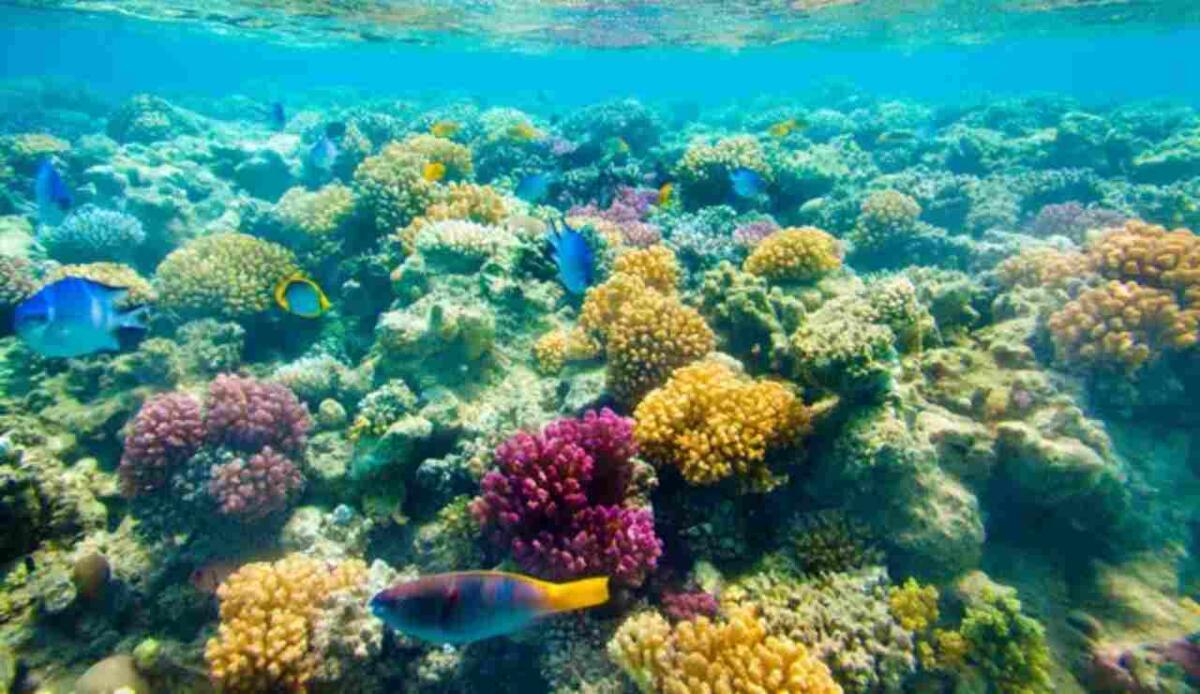 UZELA, la luce che nutre i coralli: una speranza per le barriere coralline - Illustrazione di alcuni coralli (Depositphotos FOTO) . www.marinecue.it