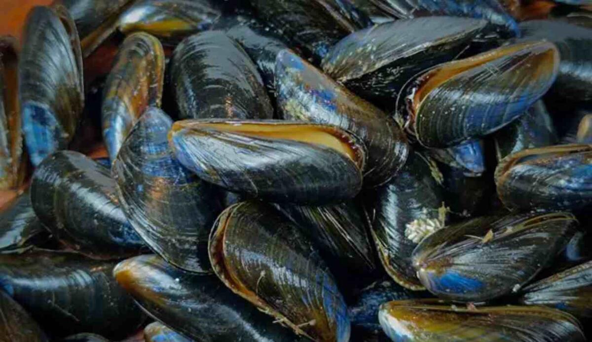 Cozze blu e parchi eolici offshore: un connubio pericoloso per l'ambiente marino - Cozze blu (Depositphotos foto) - www.energycue.it