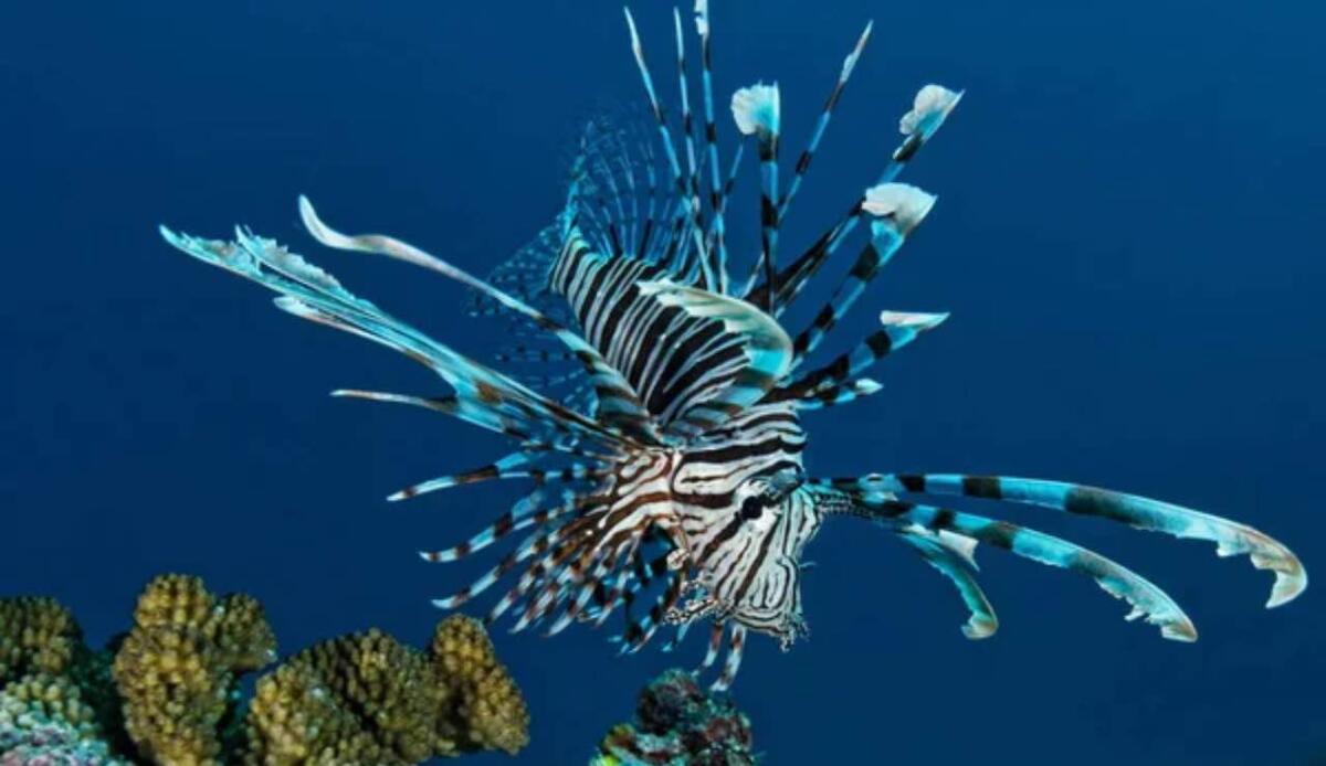 L’invasione silenziosa: come le specie aliene stanno trasformando il Mediterraneo - Pesce tropicale (Depositphotos foto) - www.marinecue.it