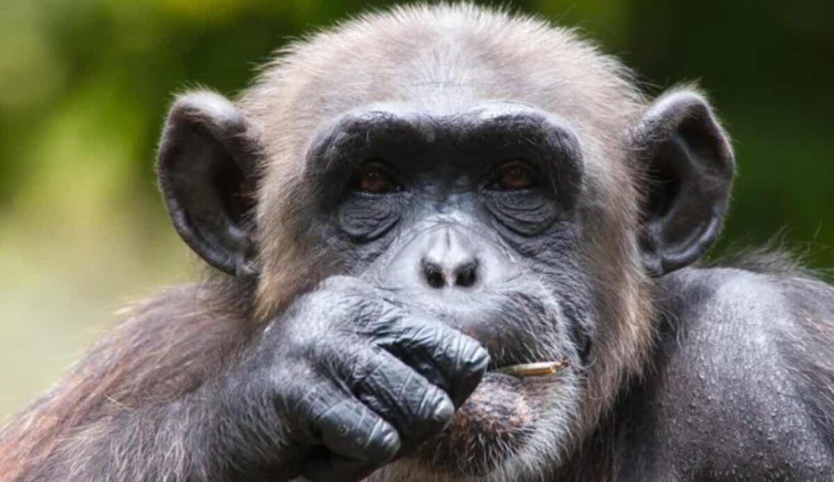 I bonobo aiutano gli umani: indicano dove trovare il cibo quando non lo vedono - Bonobo che mangia (Depositphotos foto) - www.sciencecue.it