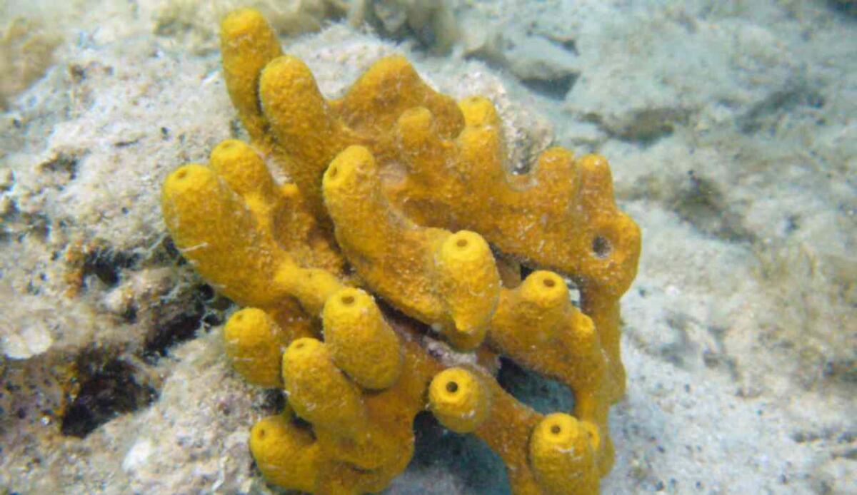 Baia di Kāne'ohe, Hawaii: sono state scoperte nuove 'spugne di mare' - Illustrazione di una spugna di mare (Wikipedia Yoruno FOTO) - www.marinecue.it