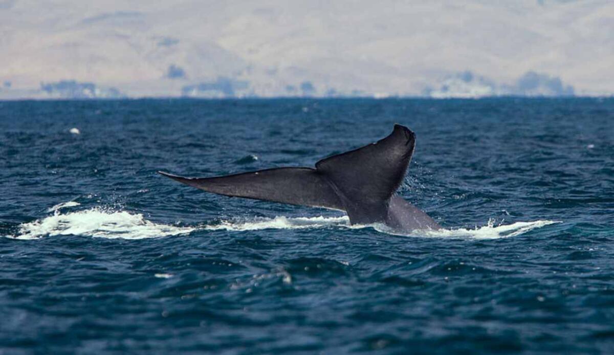 Balenottere azzurre: perché vengono avvistati così pochi cuccioli? - Illustrazione della coda di una balenottera azzurra (Wikipedia _Mike_ Michael L. Baird FOTO) -www.marinecue.it