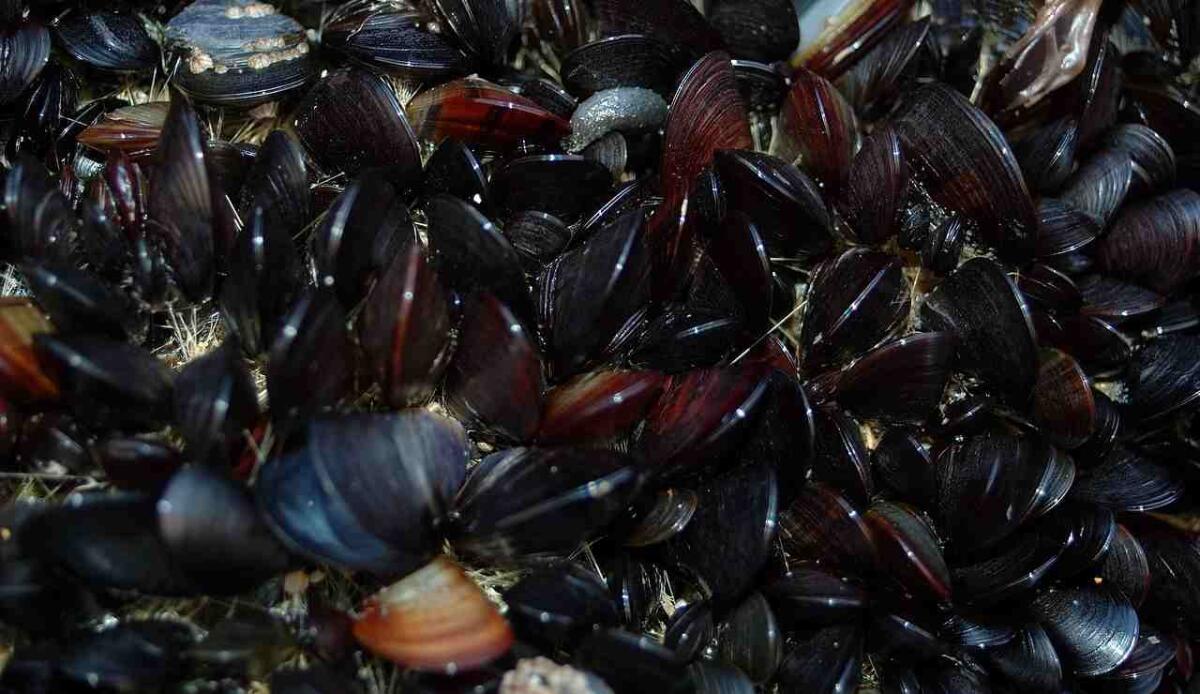 Più femmine, meno maschi: come l’acidificazione degli oceani sta cambiando i bivalvi - Illustrazione di alcuni bivalvi (Pixabay FOTO) - www.marinecue.it