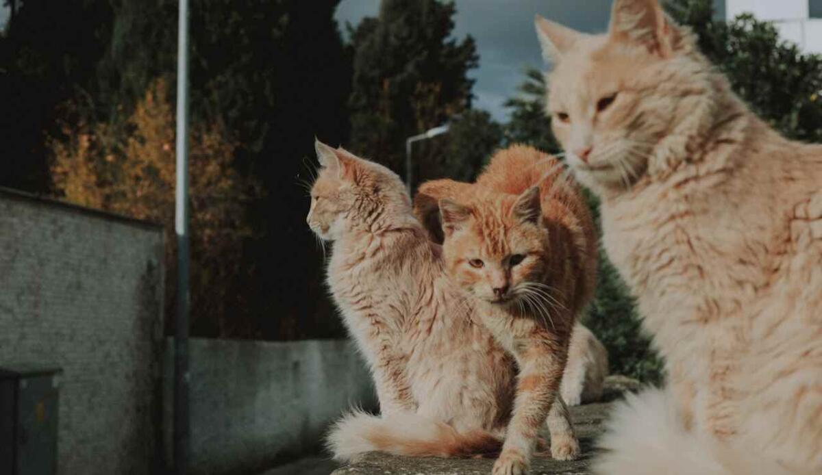 Gatti e genetica, scoperto il gene che rende speciali i gatti arancioni - Gatti arancioni (Pexels FOTO) - www.sciencecue.it