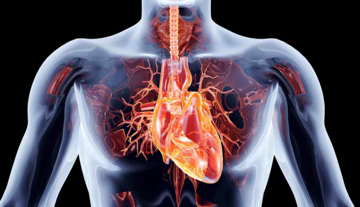 Nuova speranza per i pazienti con stenosi aortica: farmaco sperimentale potrebbe rallentare la progressione della malattia - Cuore (Depositphotos foto) - www.biomedicalcue.it