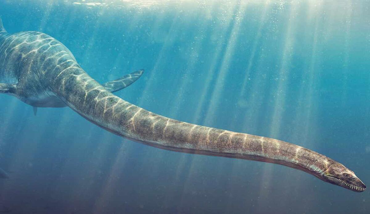 Analizzato per la prima volta il tessuto molle di un plesiosauro di 183 milioni di anni - Plesiosauro (Noi dinosauri FOTO) - www.marinecue.it