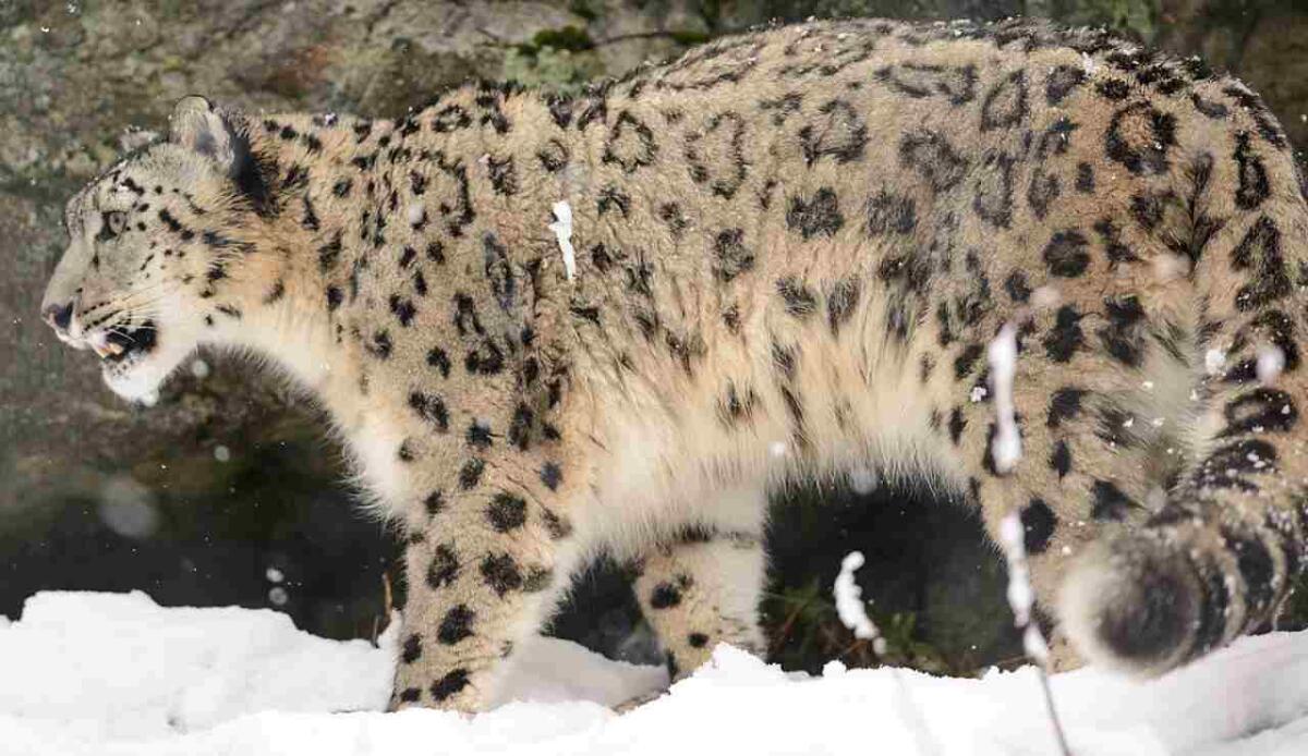 Dal Tibet al Portogallo: la straordinaria espansione dei leopardi delle nevi nell’era glaciale - Illustrazione di un leopardo delle nevi (Wikipedia Eric Kilby FOTO) - www.sciencecue.it