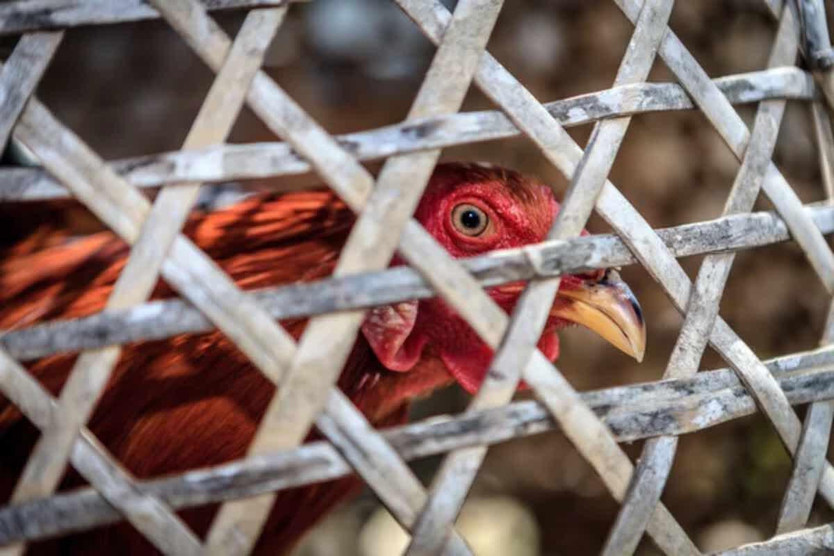 Aviaria e rischio pandemia, il virus h5n1 ha già infettato decine di persone - Un nuovo virus potrebbe diffondersi nel mondo - Sciencecue.it (DepositPhoto)