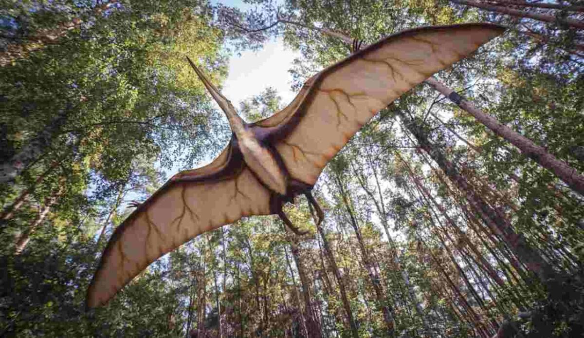 Scoperto fossile di pterosauro con il segno di un morso di coccodrillo - Illustrazione di un pterosauro (Pixabay FOTO) - www.sciencecue.it